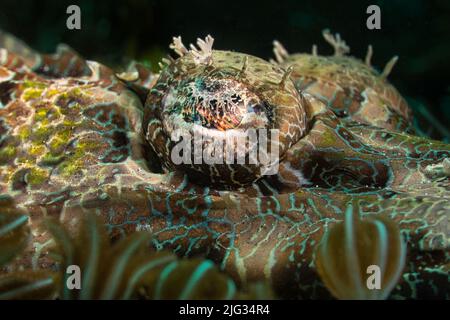 Ritratto dell'occhio di Crocodilefish nello stretto di Lembeh, Nord-Sulawesi, Indonesia Foto Stock