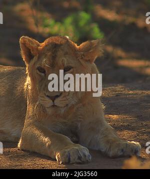 Primo piano di un leone asiatico/Parco Nazionale Gir/Gujarat Foto Stock