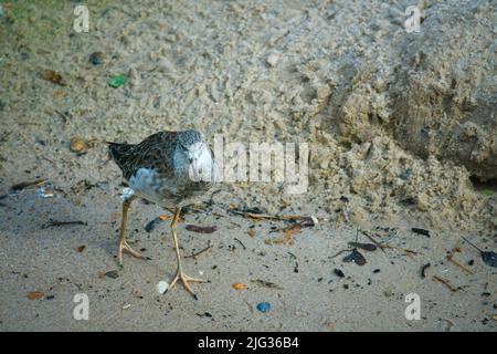 sandpiper isolato sulla spiaggia del Mar Baltico vicino Zingst. I pappataci (Calidris) sono un genere della famiglia degli uccelli da cecchino. Foto Stock