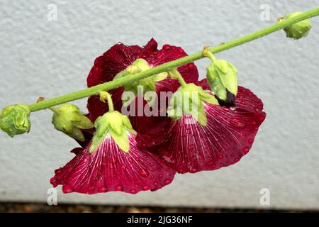 Gruppo di fiori di mallà lilla scura su sfondo verde naturale. Foto Stock