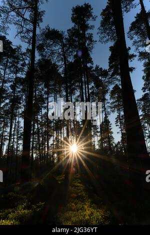 Foreste di conifere e raggi di sole si rompono attraverso tronchi di alberi. Regione di Leningrad, Russia. Natura della Repubblica di Carelia. Il sole del tramonto e silh Foto Stock