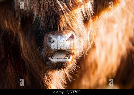 Il toro della mucca delle Highland si trova a faccia ravvicinata con la bocca aperta, mostrando denti e lingua Foto Stock
