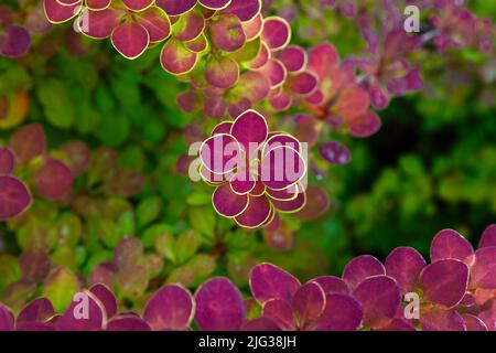 I cespugli sono di colore verde-rosa brillante. Cespuglio con foglie rosa di forma rotonda su sfondo verde. Foto Stock