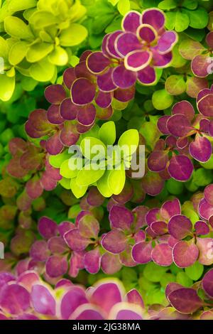 I cespugli sono di colore verde-rosa brillante. Cespuglio con foglie rosa di forma rotonda su sfondo verde. Foto Stock