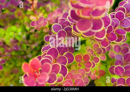 I cespugli sono di colore verde-rosa brillante. Cespuglio con foglie rosa di forma rotonda su sfondo verde. Foto Stock