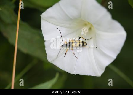 Coleottero di longhorn (Rutpela maculata, ex Strangalia maculata) su un fiore bindweed Foto Stock