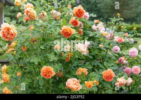 I ricchi boccioli di rosa rosso-arancio si aprono con fiori a forma di tazza. Nel giardino d'estate è possibile ammirare un'incantevole macchia di rose inglesi Foto Stock