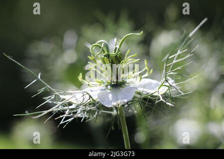 nigella fiore prendere il sole con uno sfondo bokeh Foto Stock