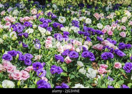 I fiori di Lisianthus fioriscono nel giardino. Foto Stock