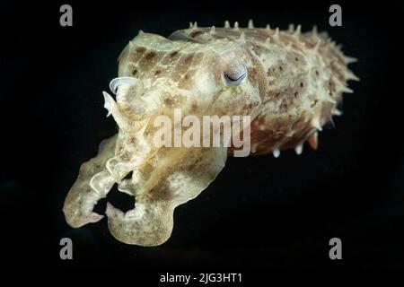 Seppia latimanus cefalopod, Ritratto dei calamari di Sepplefish a Lembeh Strait, Nord Sulawesi, Indonesia Foto Stock