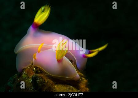 Un paio di Nudibranchi nello stretto di Lembeh, Nord-Sulawesi, Indonesia Foto Stock
