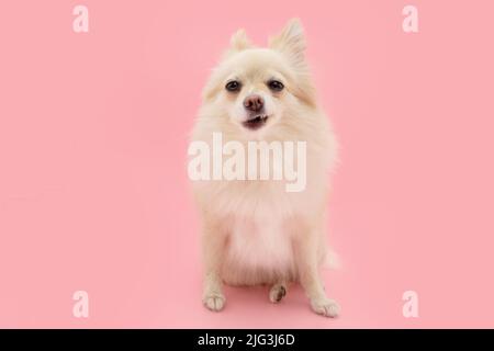 Ritratto divertente cane pomeranian con faccia di espressione fredda. Isolato su sfondo pastello rosa Foto Stock