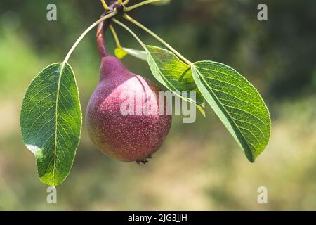 Pera rossa matura su ramo d'albero. Pere biologiche in ambiente naturale. Raccolto di frutta nel giardino estivo in una giornata di sole Foto Stock