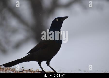 Un grackle comune in inverno, Sainte-Apolline, Quebec, Canada Foto Stock