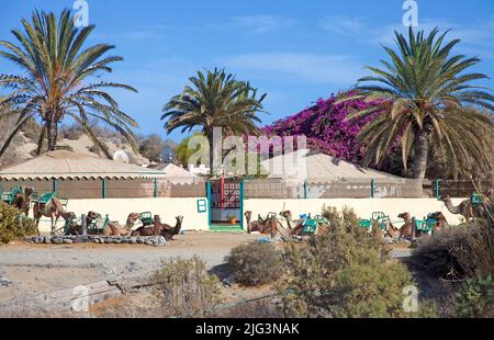 Cammelli riposanti alla stazione del cammello, Camel cavalcando alle dune di Maspalomas, Grand Canary, Isole Canarie, Spagna, Europa Foto Stock