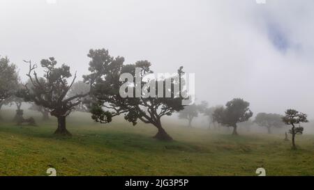 Foresta nuvolosa nelle montagne di Madeira Foto Stock