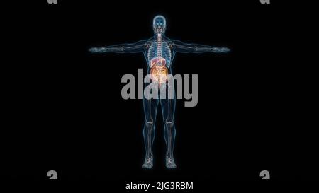 Vista frontale dell'ologramma del sistema digestivo del corpo umano maschio 3D. 3D illustrazione Foto Stock