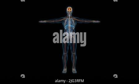 Vista frontale dell'ologramma del sistema nervoso del corpo umano maschio 3D. 3D illustrazione Foto Stock