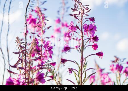 Alga o rosebay willowherb. Bella viola rosa fiore fiori di fuoco durante la giornata estiva soleggiata. Sfondo estivo. Foto Stock