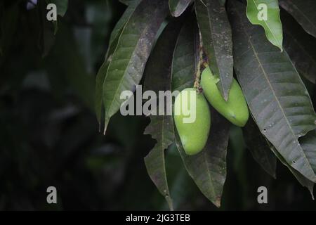 Immagine di mango grezzo su albero di mango. Foto Stock