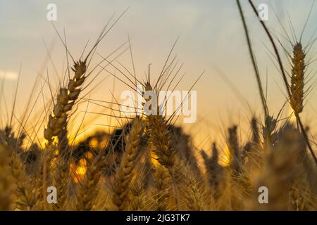 Spighe di grano nel tramonto Foto Stock