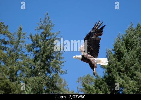 Aquila calva adulta che vola sopra gli alberi vicino a Pender Harbor, British Columbia, Canada Foto Stock