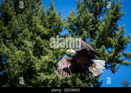 Aquila calva adulta che vola sopra gli alberi vicino a Pender Harbor, British Columbia, Canada Foto Stock