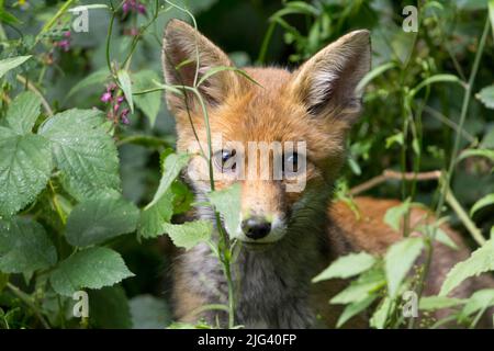 Cucciolo di volpe giovanile (vulpes vulpes) arancione rosso pelliccia grandi orecchie dorate marrone occhi bianco museruola pallido lato inferiore, in vegetazione sotto un alimentatore di uccelli in una pelle. Foto Stock