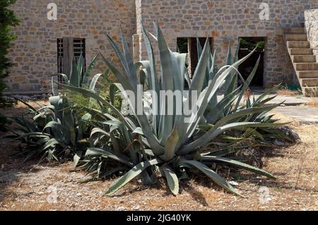 Pianta di aloe vera grande, vita di pianta di Tilos, maggio 2022 Foto Stock