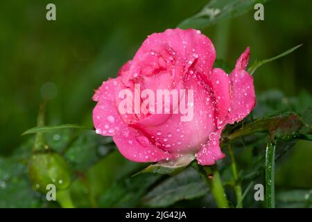 Rosa rosa con gocce d'acqua Foto Stock