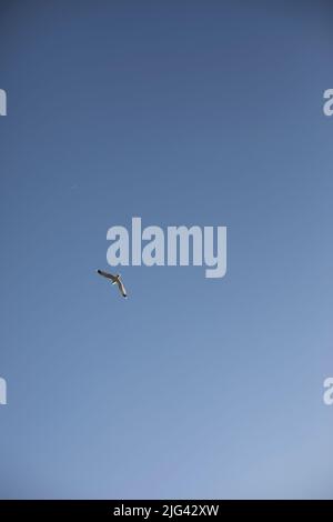 Seagull vola nel cielo blu. L'uccello vola. Gabbiano su sfondo blu. Foto Stock