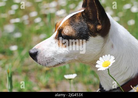 Ritratto laterale della giovane femmina Jack Russell Terrier cane all'aperto in prato, circondato da fiori selvatici. Foto Stock