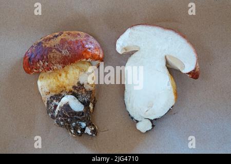 Anatomia di un fungo di bolete, un bolete di primavera re, Boletus edulis, in una Cascade Mountains dell'Oregon. Porcini, il bolete è uno dei più scelti e funghi commestibili foraggiati nella natura. Foto Stock
