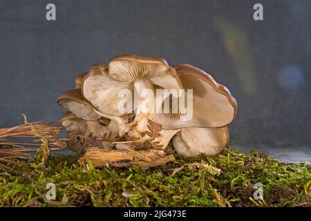 Lyophyllum decastes funghi, comunemente noto come Fried Chicken Mushrooms, che crescono su una strada nella centrale Oregon Cascades vicino a Camp Sherman, Oregon. Foto Stock