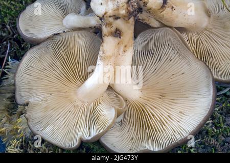 Lyophyllum decastes funghi, comunemente noto come Fried Chicken Mushrooms, che crescono su una strada nella centrale Oregon Cascades vicino a Camp Sherman, Oregon. Foto Stock