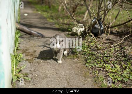 Cat in strada. Gatto vagare vicino al muro. L'animale era prudente. Foto Stock