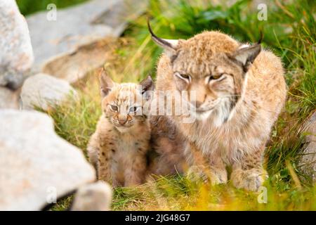 La mamma della lynx e il suo cucciolo giovane carino si nascondono nell'erba Foto Stock