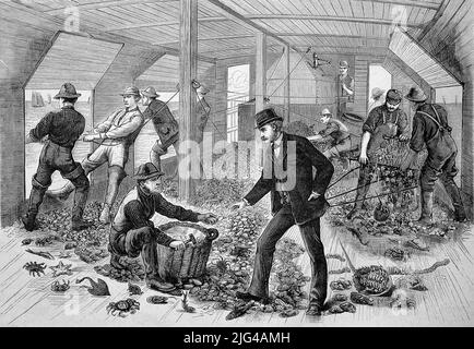 Im Laderaum eines Austernfischer Schiff, Fischer sortieren die Austern und der Chef prüft die Qualität, 1880, Frankreich / nella stiva di un peschereccio di ostriche, i pescatori smistano le ostriche e il boss controlla la qualità, 1880, Francia, Historisch, storico, Riproduzione digitale migliorata di un originale del 19th secolo / digitale restaurierte Reproduktion einer Originalvorlage aus dem 19. Jahrhundert, genaues Originaldatum nicht bekannt Foto Stock