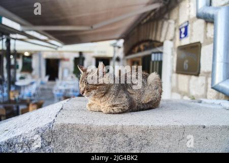 gatto grigio strada dorme sui gradini in Herceg Novi Foto Stock