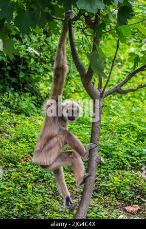 Gibbone LAR / gibbone bianco-mano (Hylobates lar) arrampicata in albero, nativo di Indonesia, Laos, Malesia, Myanmar e Thailandia Foto Stock