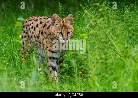 Serval (Leptailurus serval / Felis serval), gatto selvatico / felino nativo dell'Africa Foto Stock