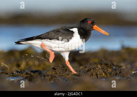 Oystercatcher Eurasiano (Haematopus ostralegus), vista laterale di un adulto a piedi, regione meridionale, Islanda Foto Stock