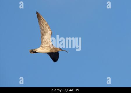 Eurasian Whimbrel (Numenius phaeopus), adulto in volo visto dal basso, regione nord-orientale, Islanda Foto Stock