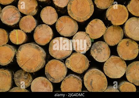 Holzstapel, Stadtwald, Frankfurt am Main, Hessen, Deutschland Foto Stock