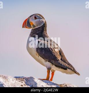 Pulcinella di mare Foto Stock