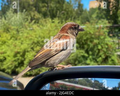 Sparrow Bird siede sullo specchio per auto. Uccelli urbani. Passeri in città Foto Stock