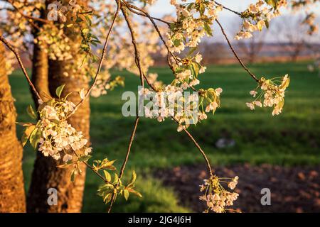 Ciliegi in fiore all'inizio della primavera contro un cielo tempestoso blu scuro Foto Stock