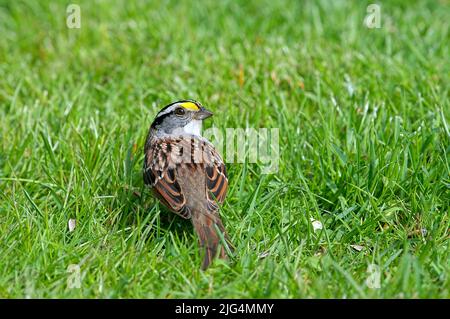 Sparrow in erba con gola bianca che guarda sopra la sua spalla di fronte fotocamera (Zonotrichia albicollis). British Columbia, Canada. Foto Stock