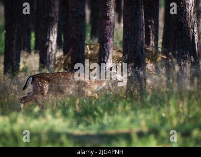 17 giugno 2022, Brandeburgo, Bad Belzig/OT Dippmannsdorf: Un capriolo (Capreolus capreolus) attraversa la foresta tra gli alberi del Parco Naturale Hoher Fläming. Foto: Soeren Stache/dpa Foto Stock