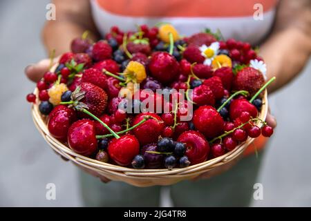 Nonna tiene un raccolto di bacche nelle sue mani. Messa a fuoco selettiva. Cibo. Foto Stock